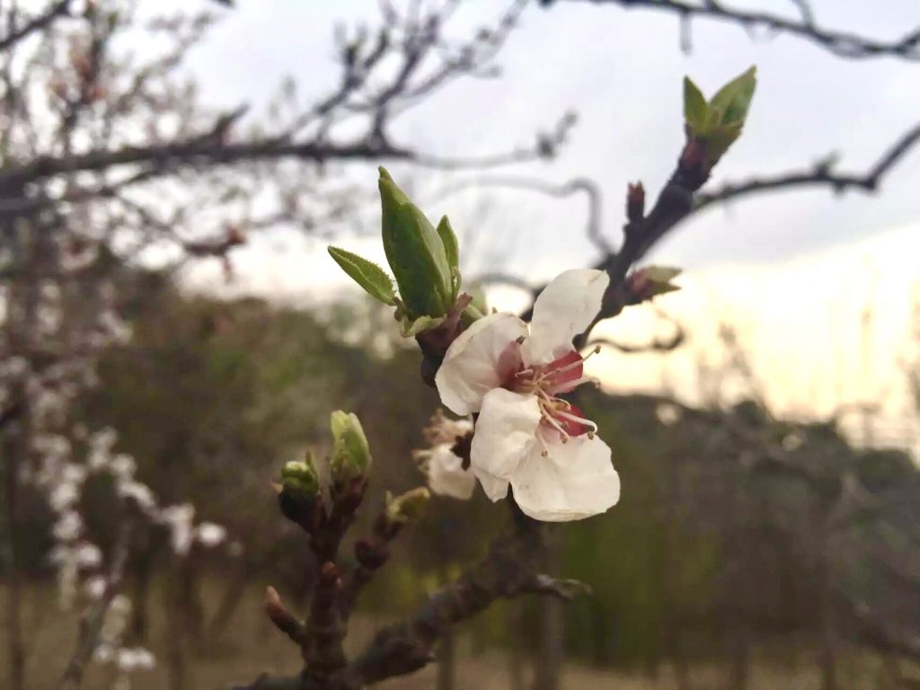那些随风摇曳的朋友们