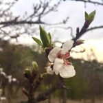 那些随风摇曳的朋友们