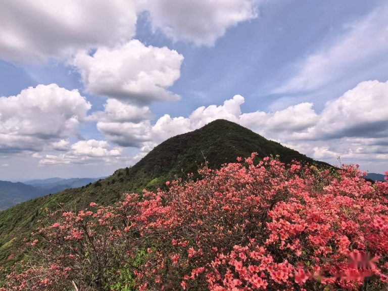 山尖与杜鹃