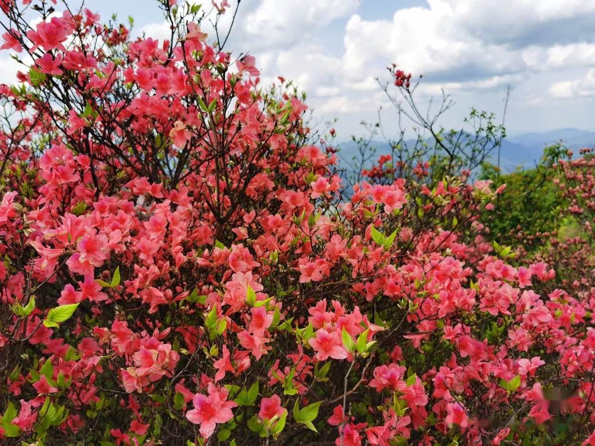 高山杜鹃