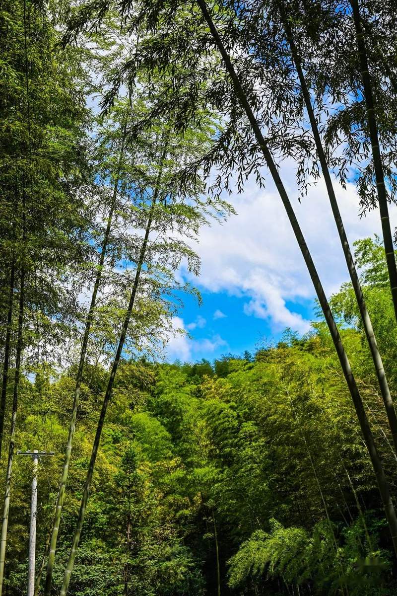 登山途中的竹海