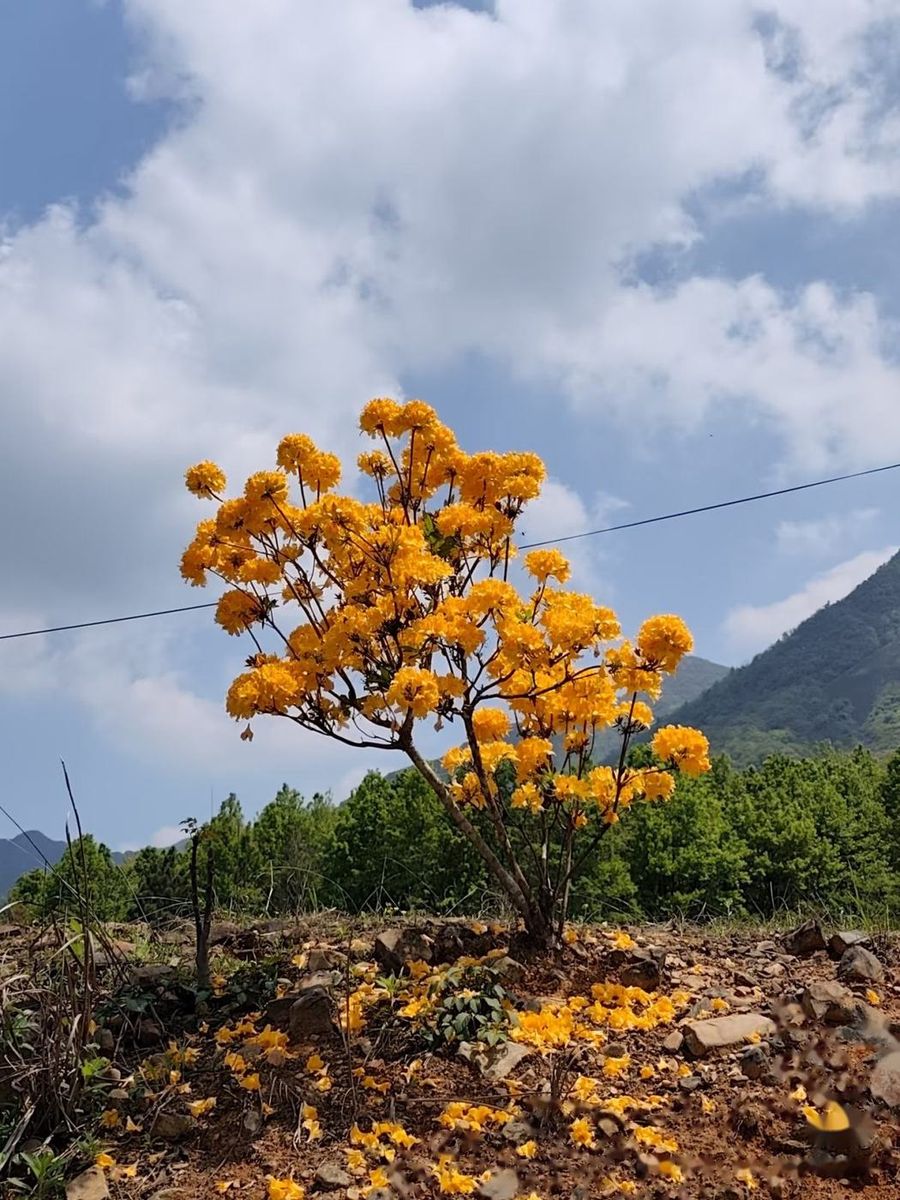 山间黄花树