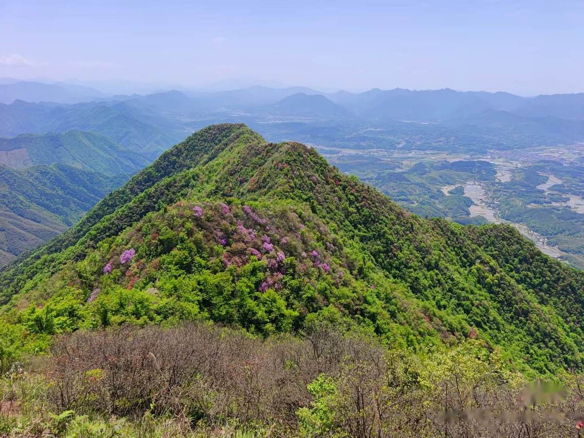 山脊远眺:漫山杜鹃与山下田园