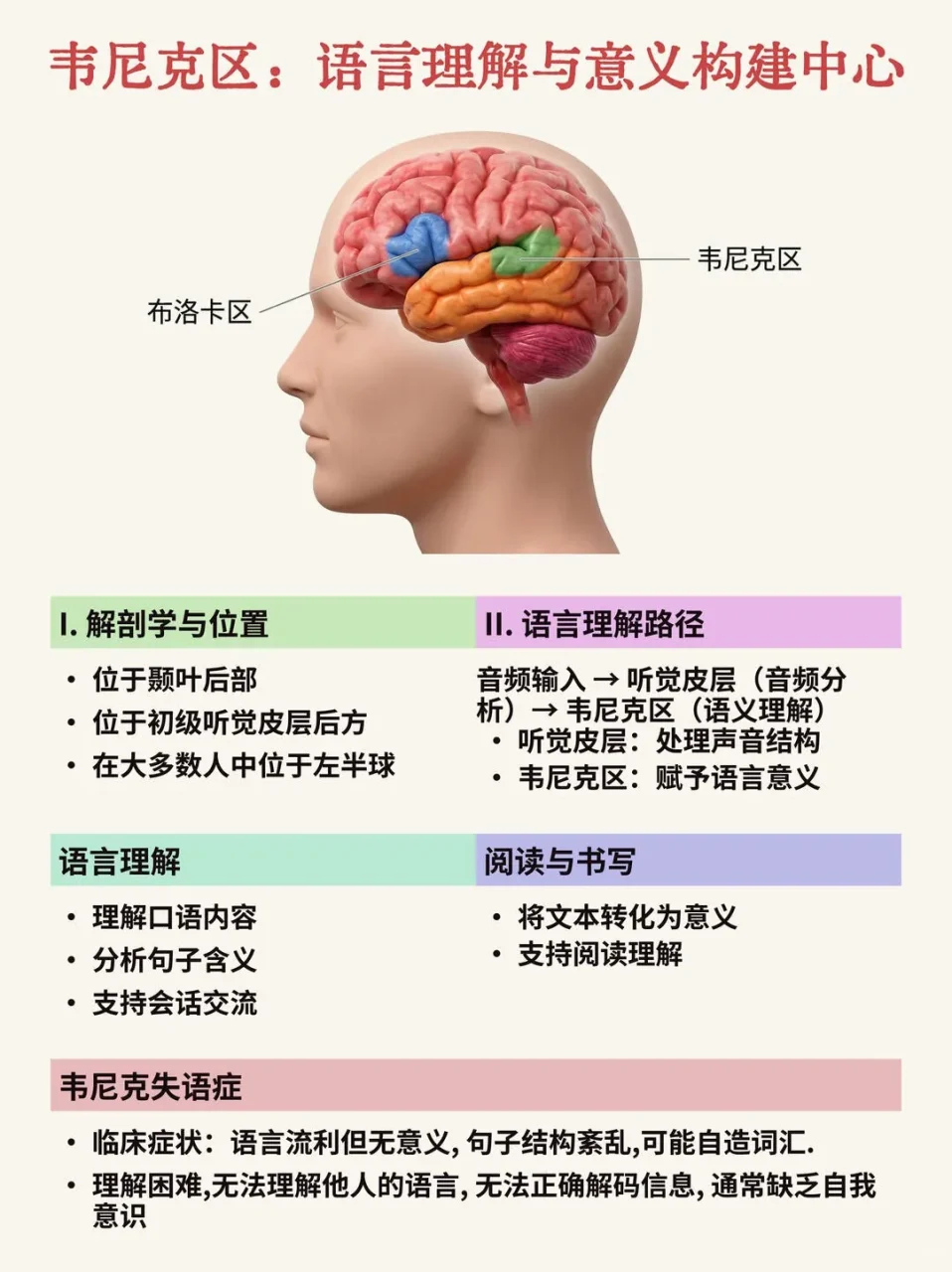 韦尼克区:语言理解与意义构建中心
