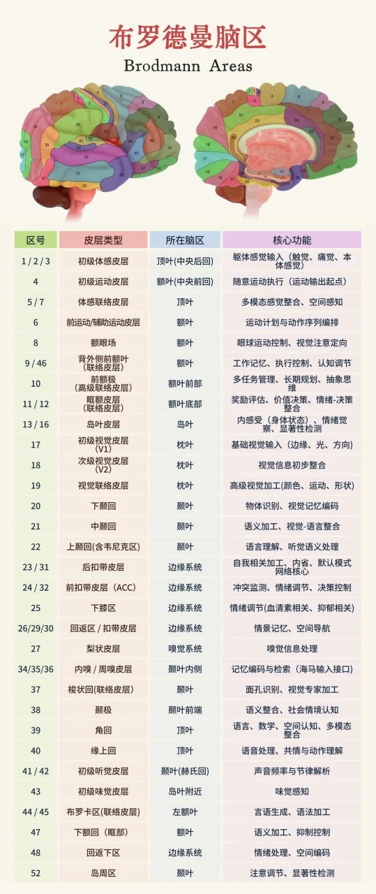 布罗德曼脑区功能分布图