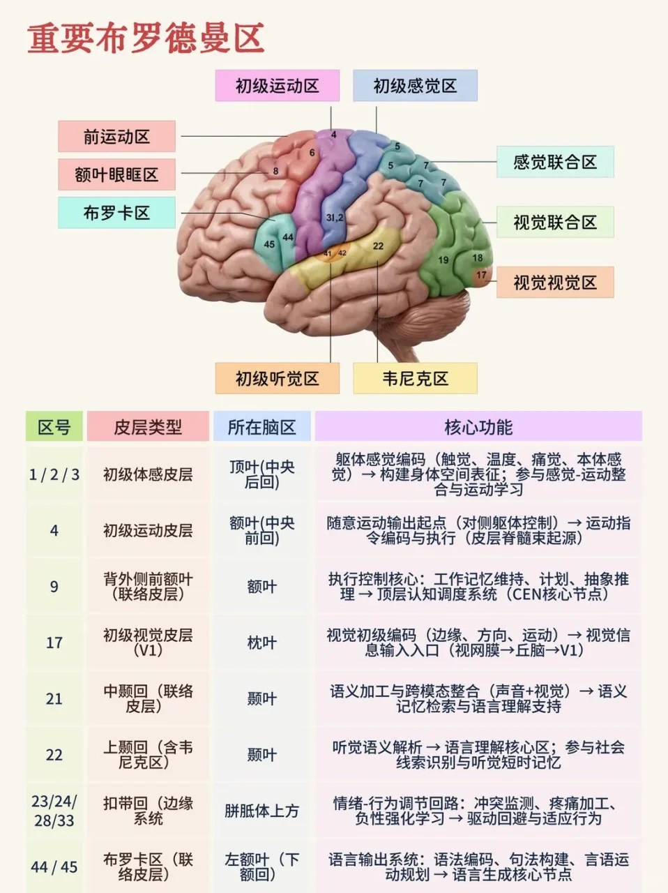 重要布罗德曼脑区:布罗卡区与韦尼克区位置标注